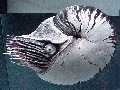 ammonita.jpg (3248 bytes)