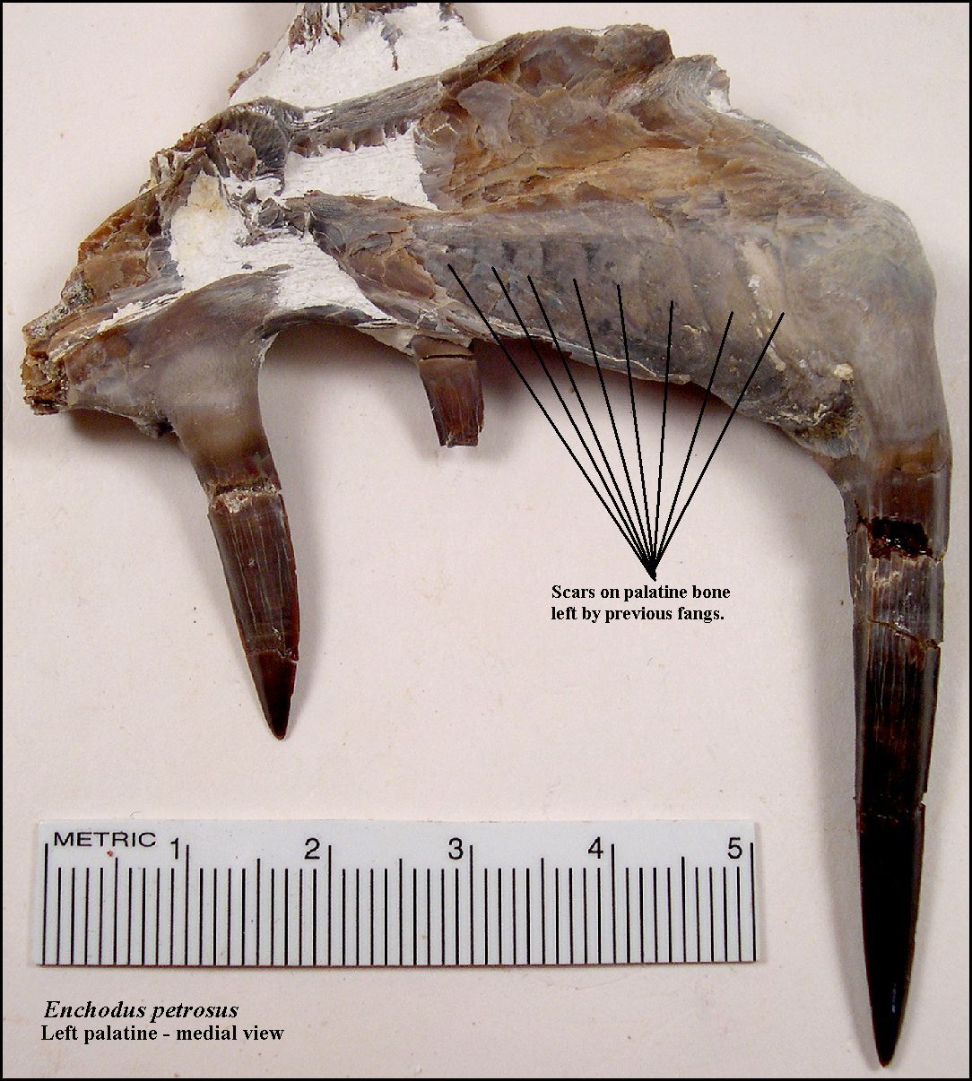 Cretaceous Enchodus predatory fish tooth dinosaur age unrestored 3 per bid 