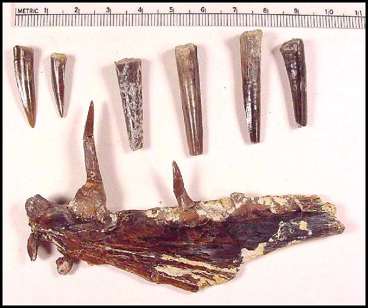 Enchodus Tooth Fossils 145 Million Yrs Old w/ Display Box & COA #13806 15o 
