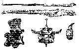 hespbona.jpg (4903 bytes)