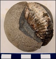Ammonite1a.jpg (14954 bytes)