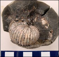 Ammonite2a.jpg (15838 bytes)