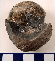 Ammonite3a.jpg (13308 bytes)