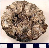 Ammonite4a.jpg (19257 bytes)