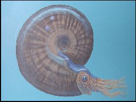 ammonita.jpg (8831 bytes)