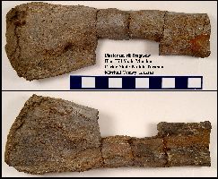 BlueHill-Ples04a.jpg (18046 bytes)