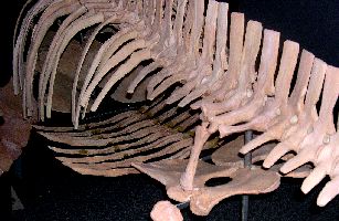 Elasmosaur10a.jpg (21739 bytes)