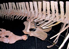 Elasmosaur11a.jpg (21622 bytes)