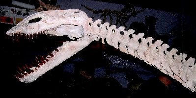 Elasmosaur1a.jpg (20728 bytes)