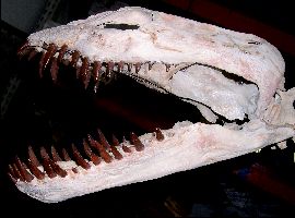 Elasmosaur2a.jpg (14192 bytes)