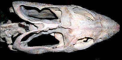 Elasmosaur3a.jpg (24053 bytes)