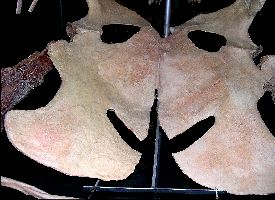 Elasmosaur5a.jpg (17018 bytes)