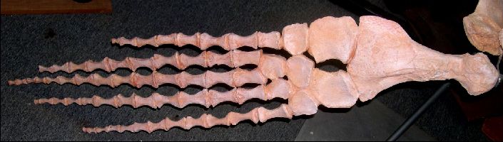 Elasmosaur6a.jpg (35469 bytes)