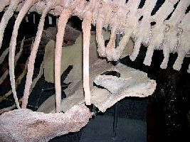 Elasmosaur7a.jpg (19550 bytes)