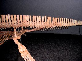 Elasmosaur9a.jpg (16281 bytes)