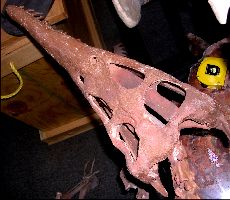 Polycotylid1a.jpg (14661 bytes)