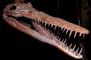 Polycotylid2a.jpg (14488 bytes)