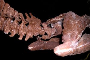 Polycotylid3a.jpg (15811 bytes)