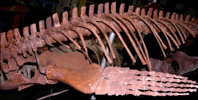 Polycotylid4a.jpg (28478 bytes)