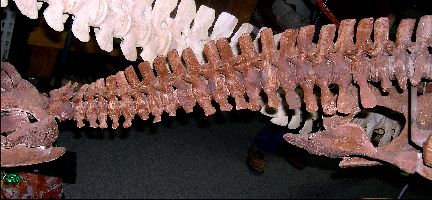 Polycotylid5a.jpg (29823 bytes)