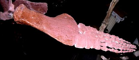 Polycotylid6a.jpg (18713 bytes)