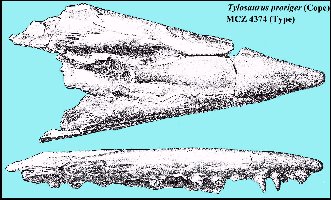 mcz-tyla.jpg (30015 bytes)