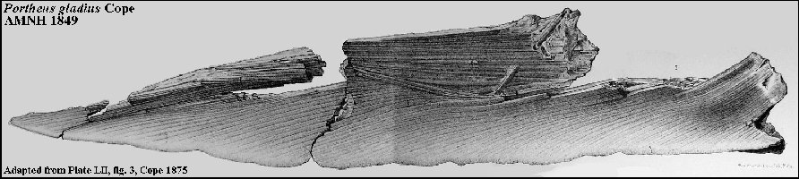 AMNH 1849-Figa.jpg (54747 bytes)