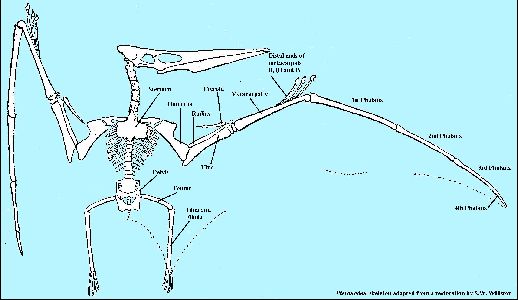 PteranodonWinga.jpg (29049 bytes)