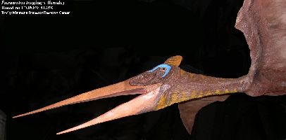 RMDRC-Pteranodona.jpg (13801 bytes)