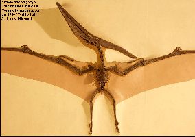 PteranodonExhibita.jpg (10296 bytes)