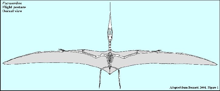 Pterosaur Flying Muscles