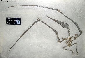 UNSM-Nyctosaura.jpg (13811 bytes)
