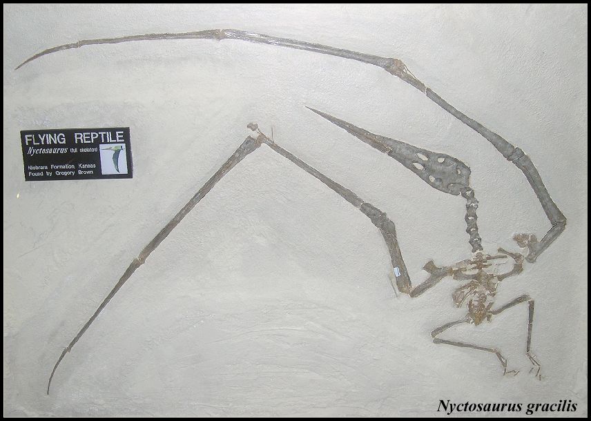 nyctosaurus gracilis
