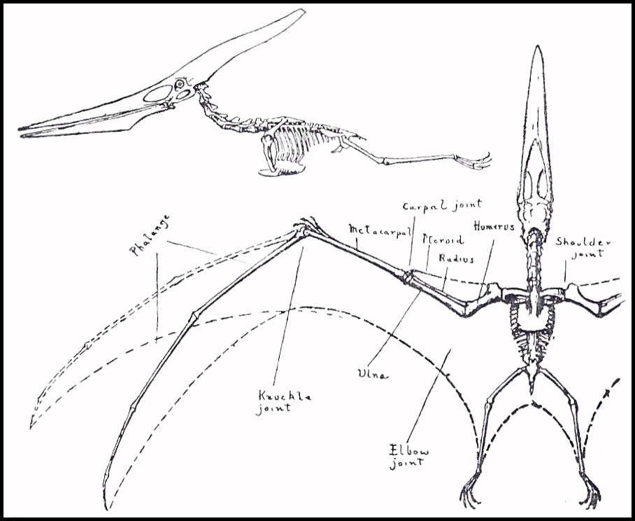 pterosaur wing