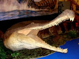 SuperCroc2a.jpg (20354 bytes)
