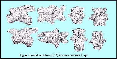 CYNOCERA.jpg (18774 bytes)