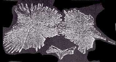 PROTOSTA.jpg (21412 bytes)
