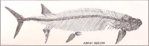 am32219a.jpg (11931 bytes)