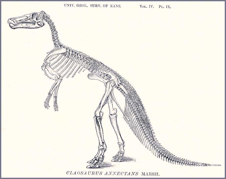 Dinosaur Skeletons Drawings