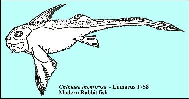 ratfisha.jpg (18554 bytes)