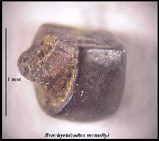 DK-BRACC.jpg (9368 bytes)